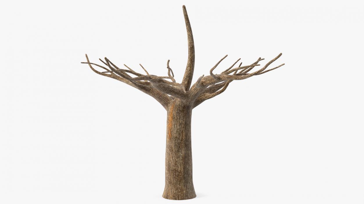 3D Morus Tree Trunk