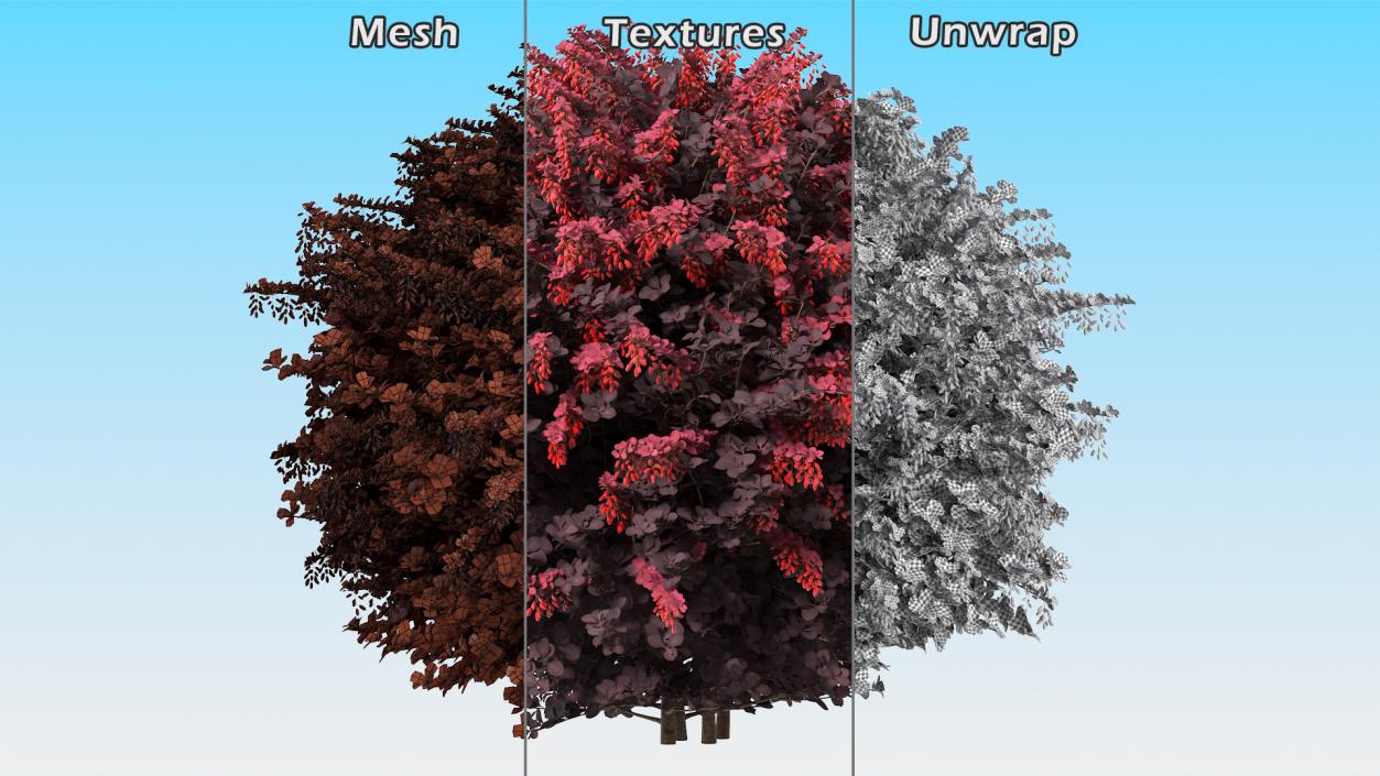 3D Berberis Shrub with Fruits