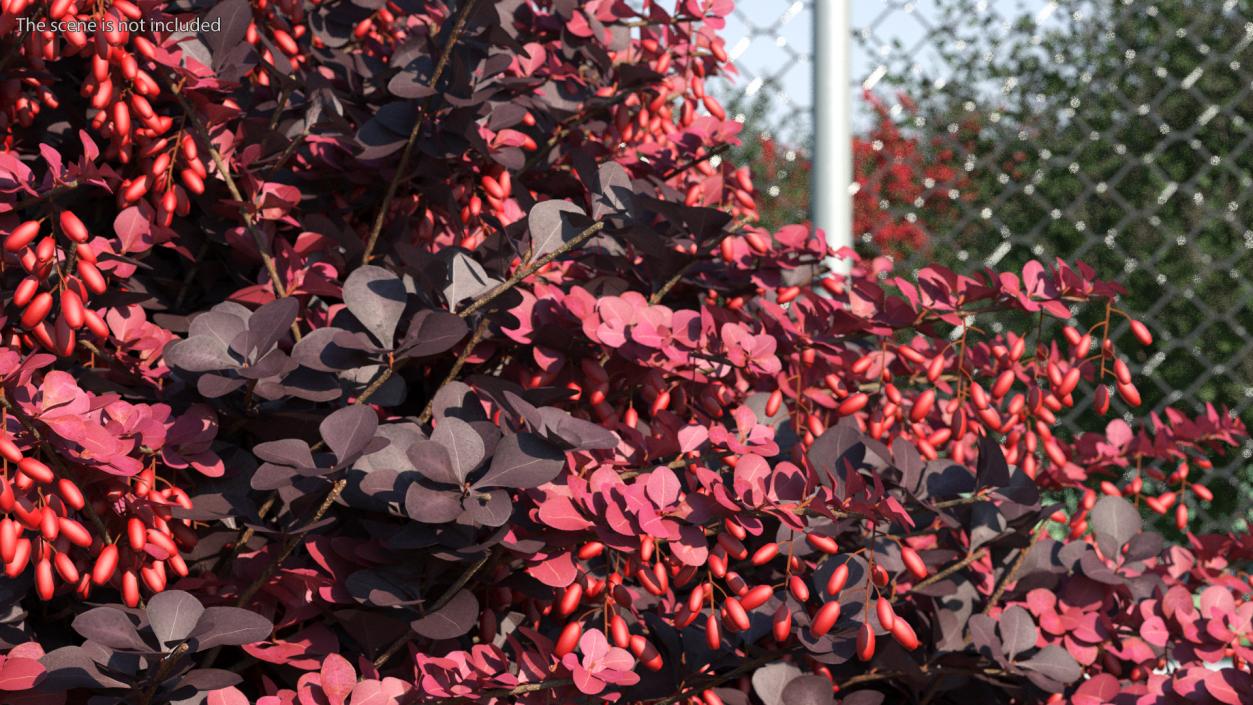 3D Berberis Shrub with Fruits