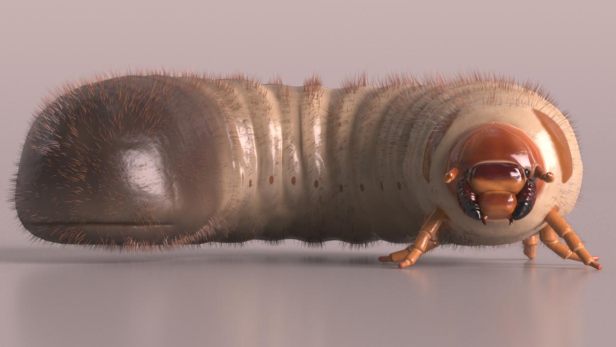 3D model Maggot May Bug Rigged Fur