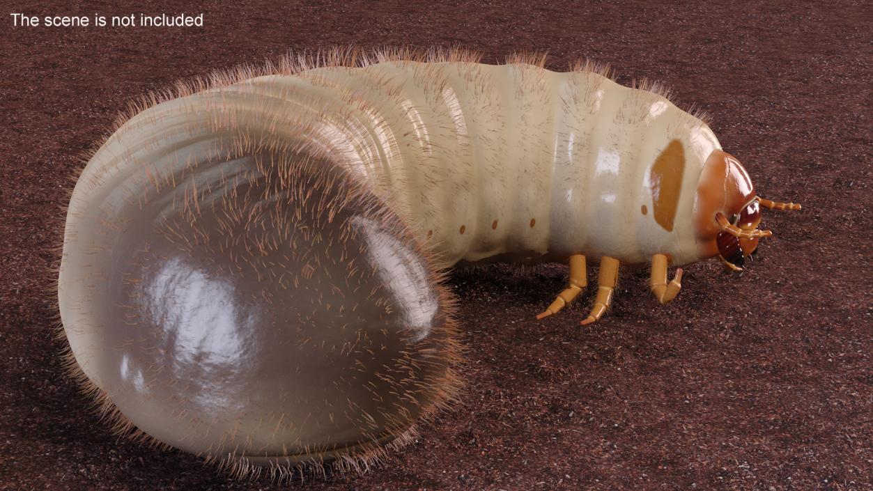 3D model Maggot May Bug Rigged Fur