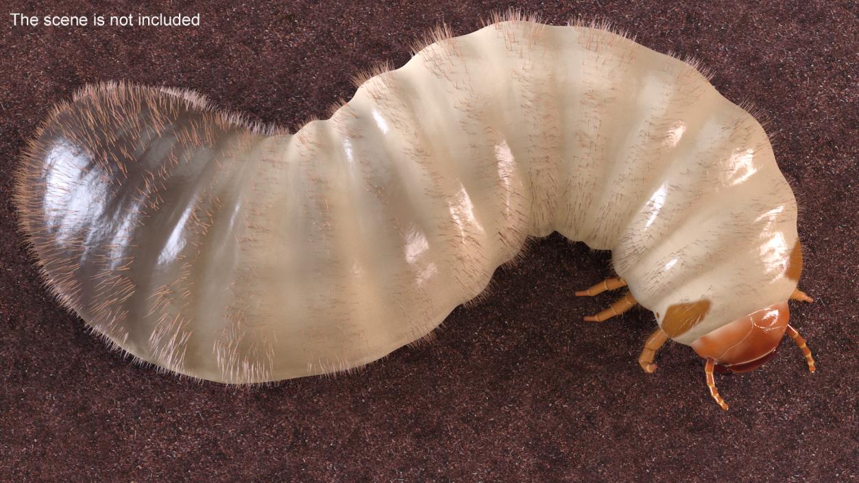 3D model Maggot May Bug Rigged Fur