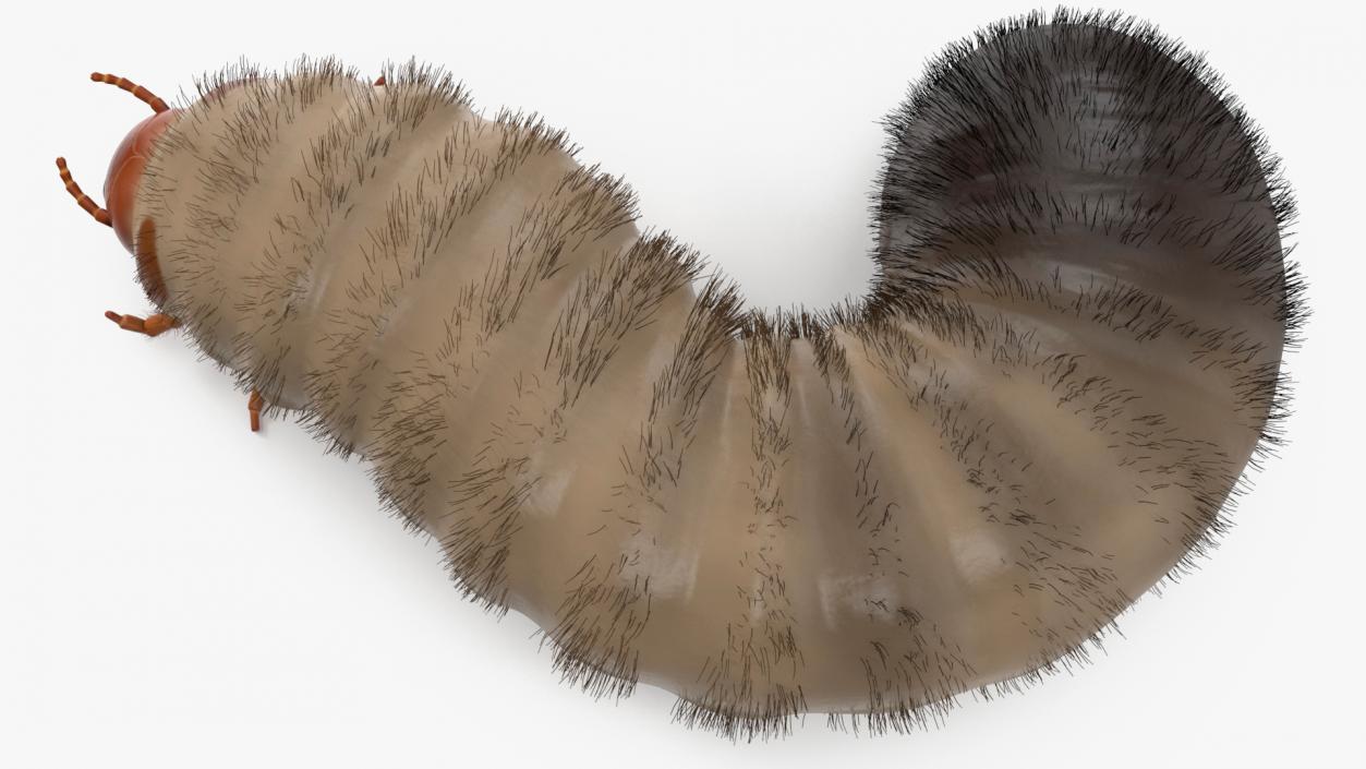 3D model Maggot May Bug Rigged Fur