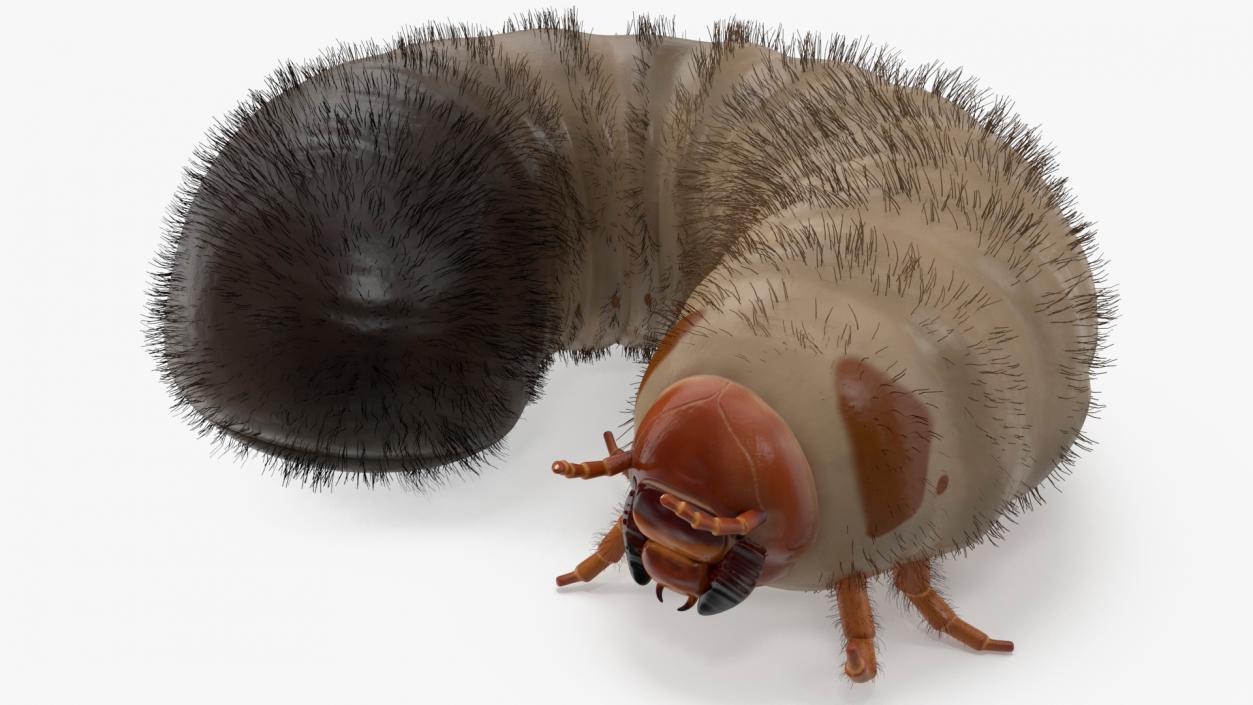 3D model Maggot May Bug Rigged Fur