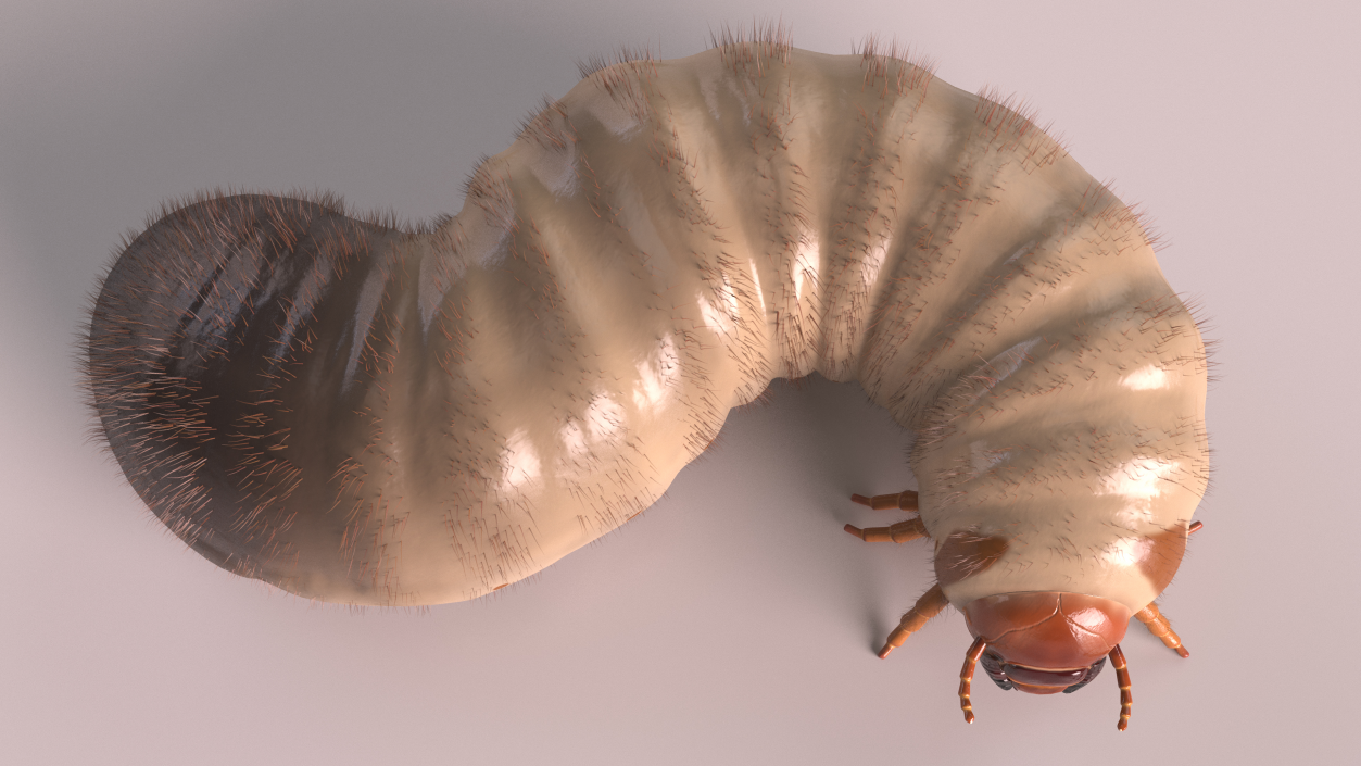 3D model Maggot May Bug Rigged Fur