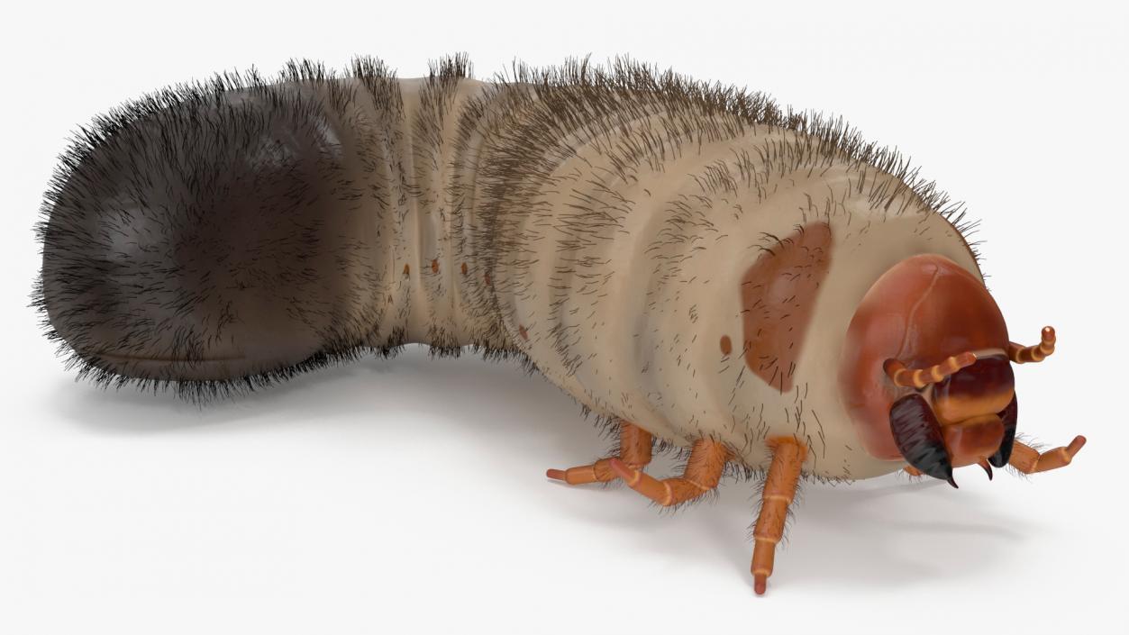 3D model Maggot May Bug Rigged Fur