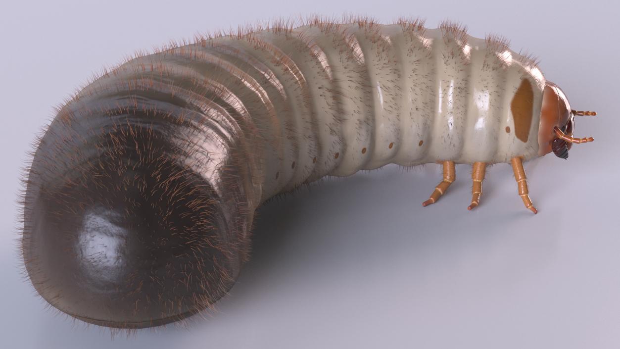 3D model Maggot May Bug Rigged Fur