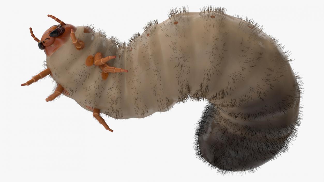 3D model Maggot May Bug Rigged Fur