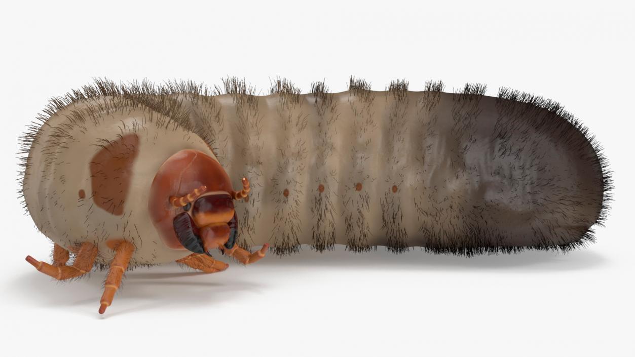 3D model Maggot May Bug Rigged Fur