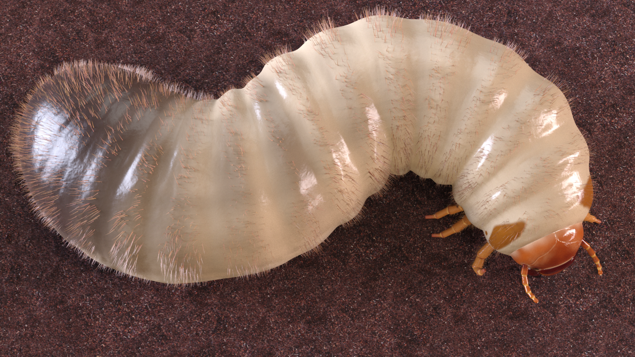 3D model Maggot May Bug Rigged Fur