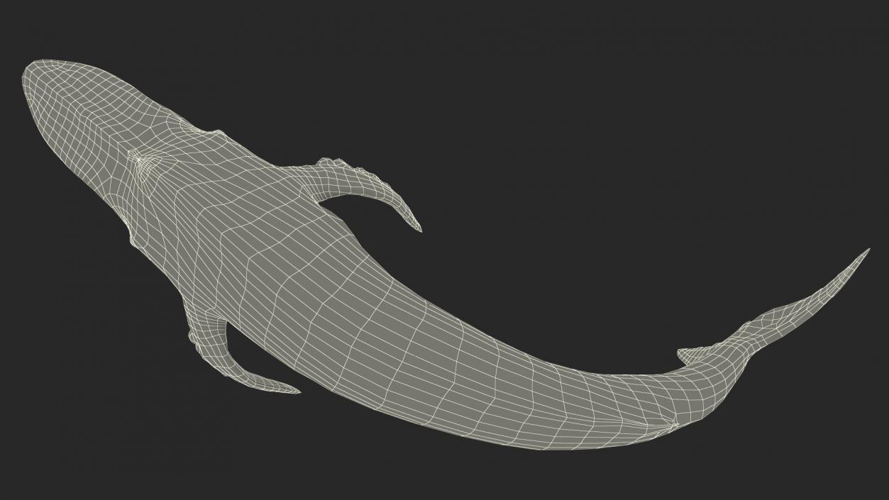 3D Old Blue Whale Resting Pose Fur