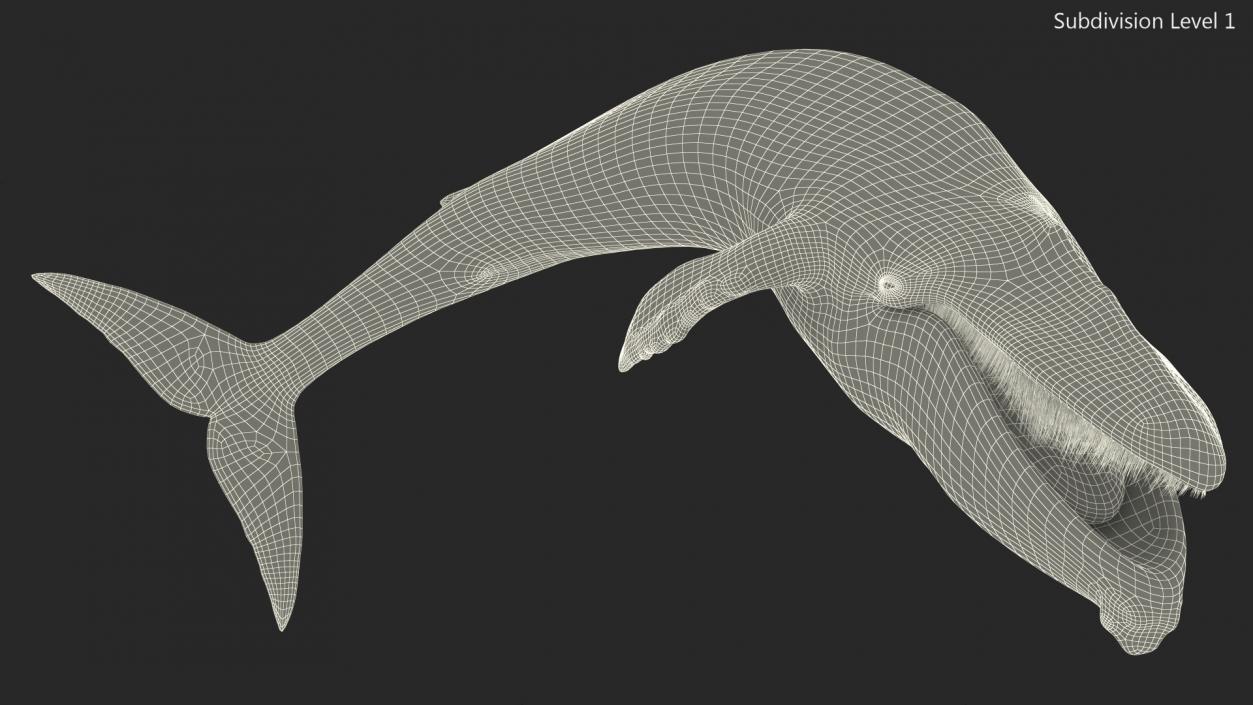 3D Old Blue Whale Resting Pose Fur