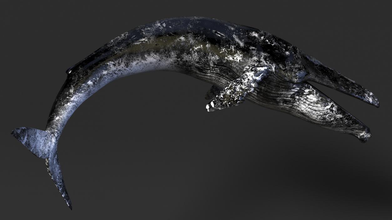 3D Old Blue Whale Resting Pose Fur