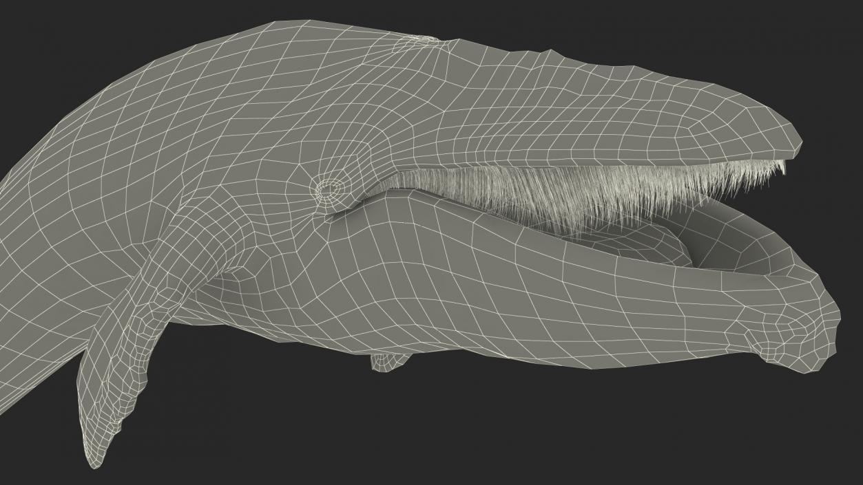 3D Old Blue Whale Resting Pose Fur