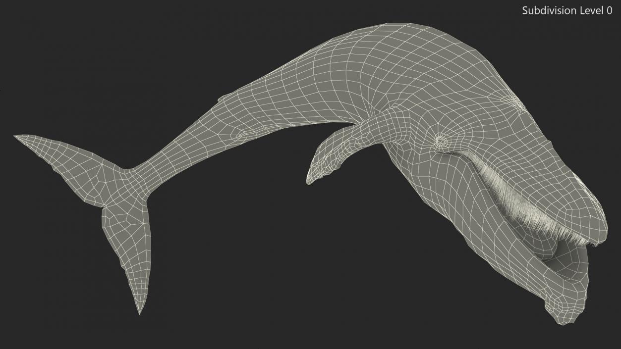 3D Old Blue Whale Resting Pose Fur