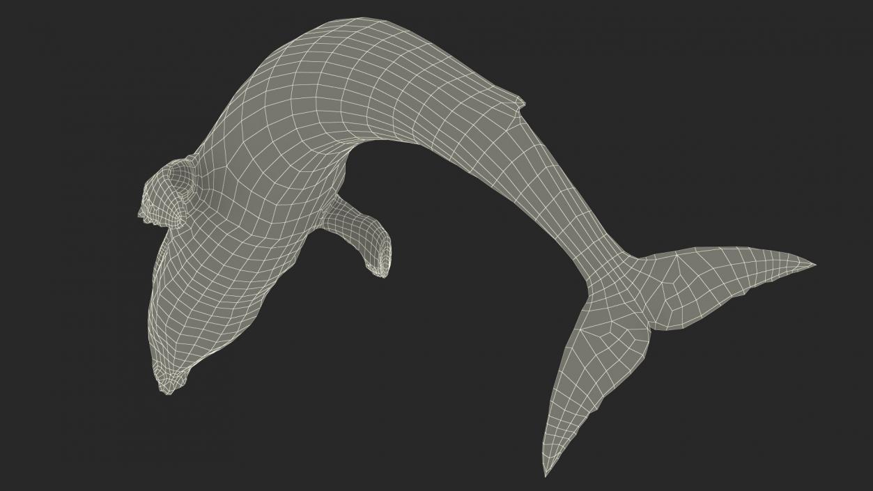 3D Old Blue Whale Resting Pose Fur