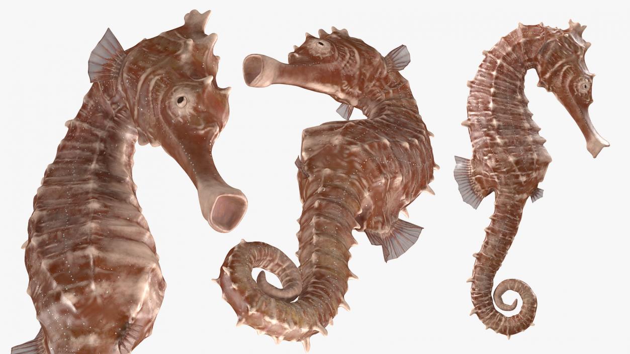 3D model Spotted Seahorse Hippocampus Kuda Rigged