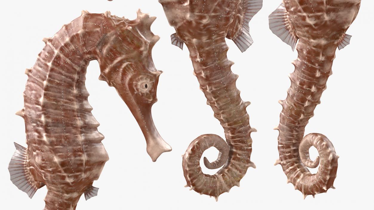 3D model Spotted Seahorse Hippocampus Kuda Rigged