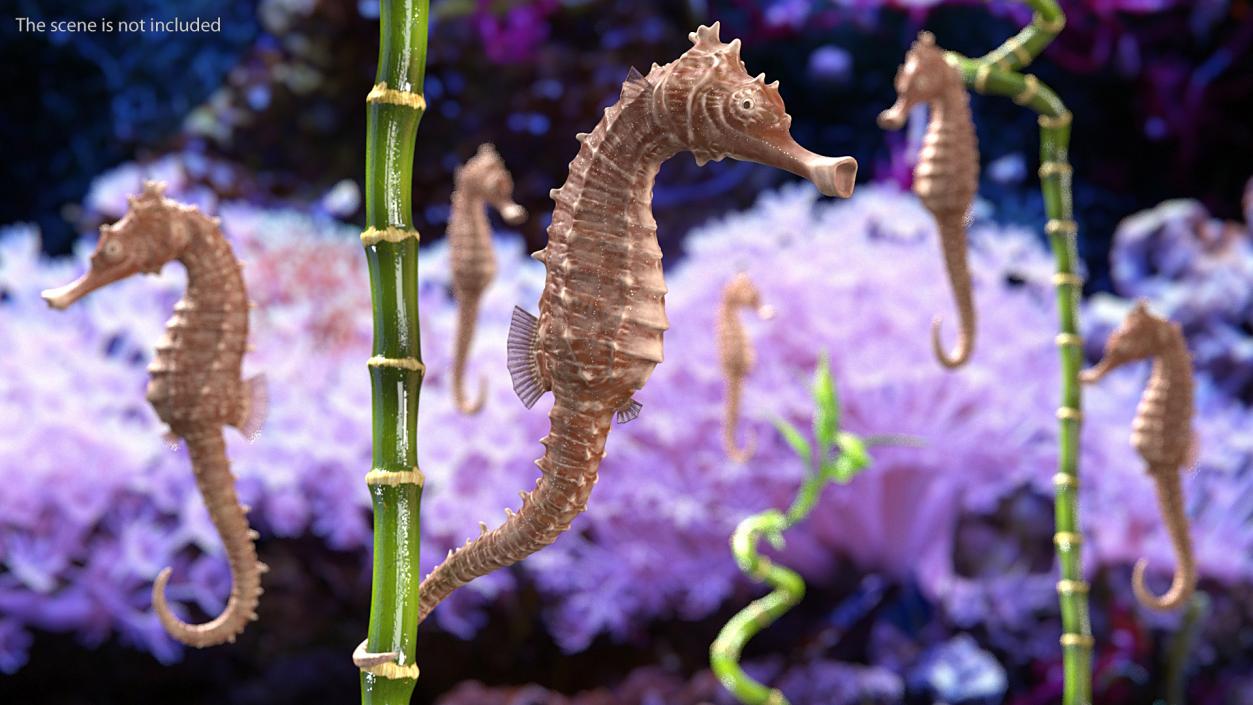 3D model Spotted Seahorse Hippocampus Kuda Rigged