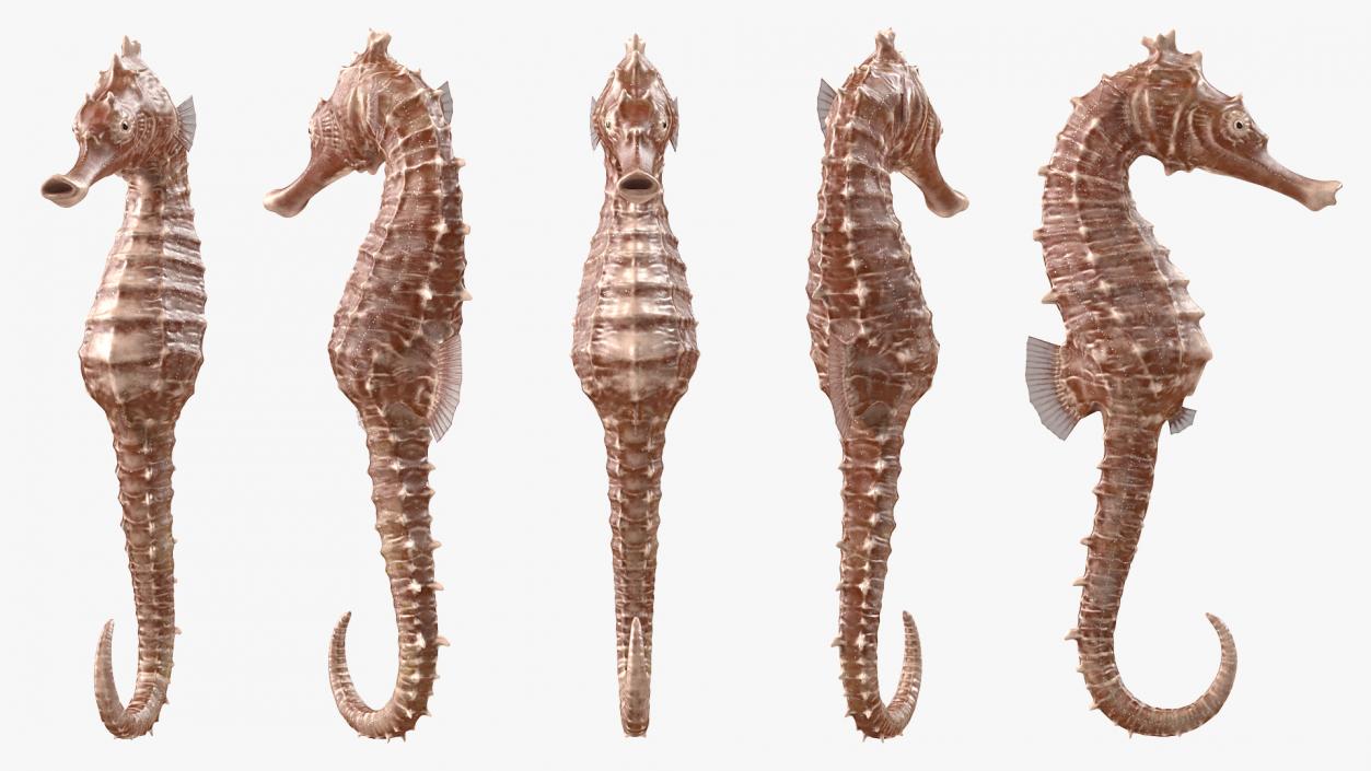 3D model Spotted Seahorse Hippocampus Kuda Rigged