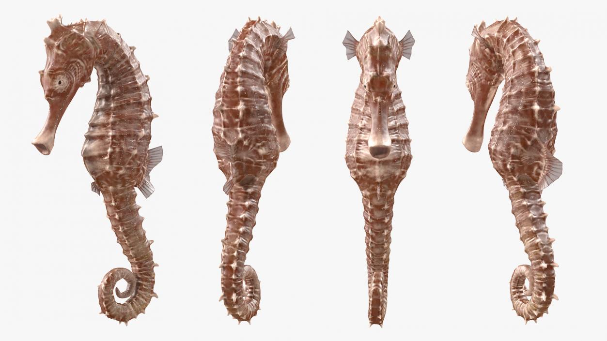 3D model Spotted Seahorse Hippocampus Kuda Rigged