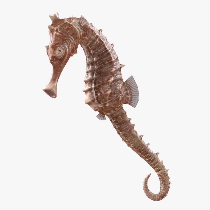 3D model Spotted Seahorse Hippocampus Kuda Rigged