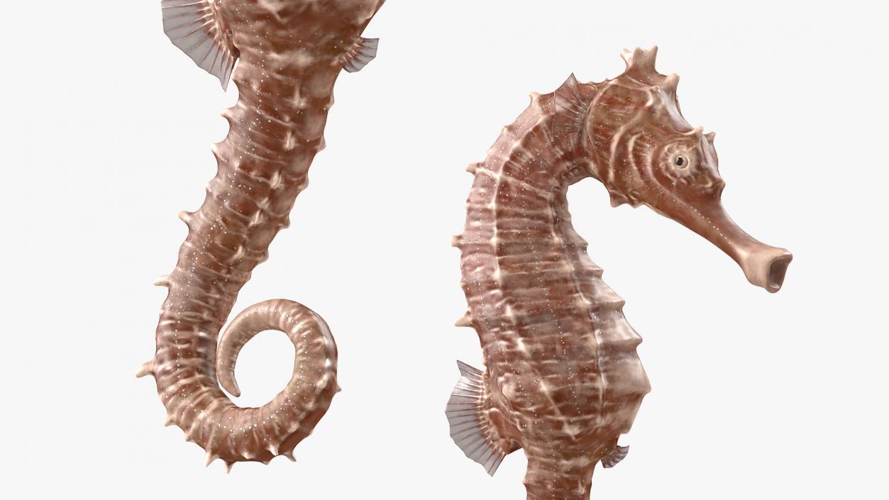 3D model Spotted Seahorse Hippocampus Kuda Rigged