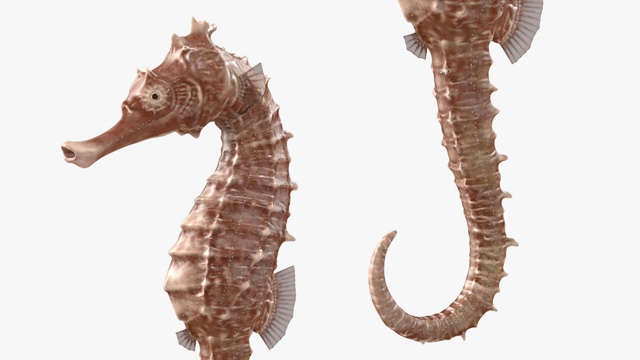 3D model Spotted Seahorse Hippocampus Kuda Rigged