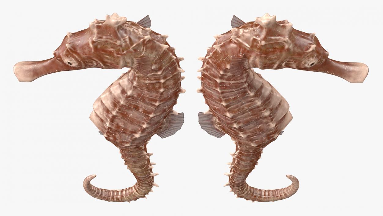 3D model Spotted Seahorse Hippocampus Kuda Rigged