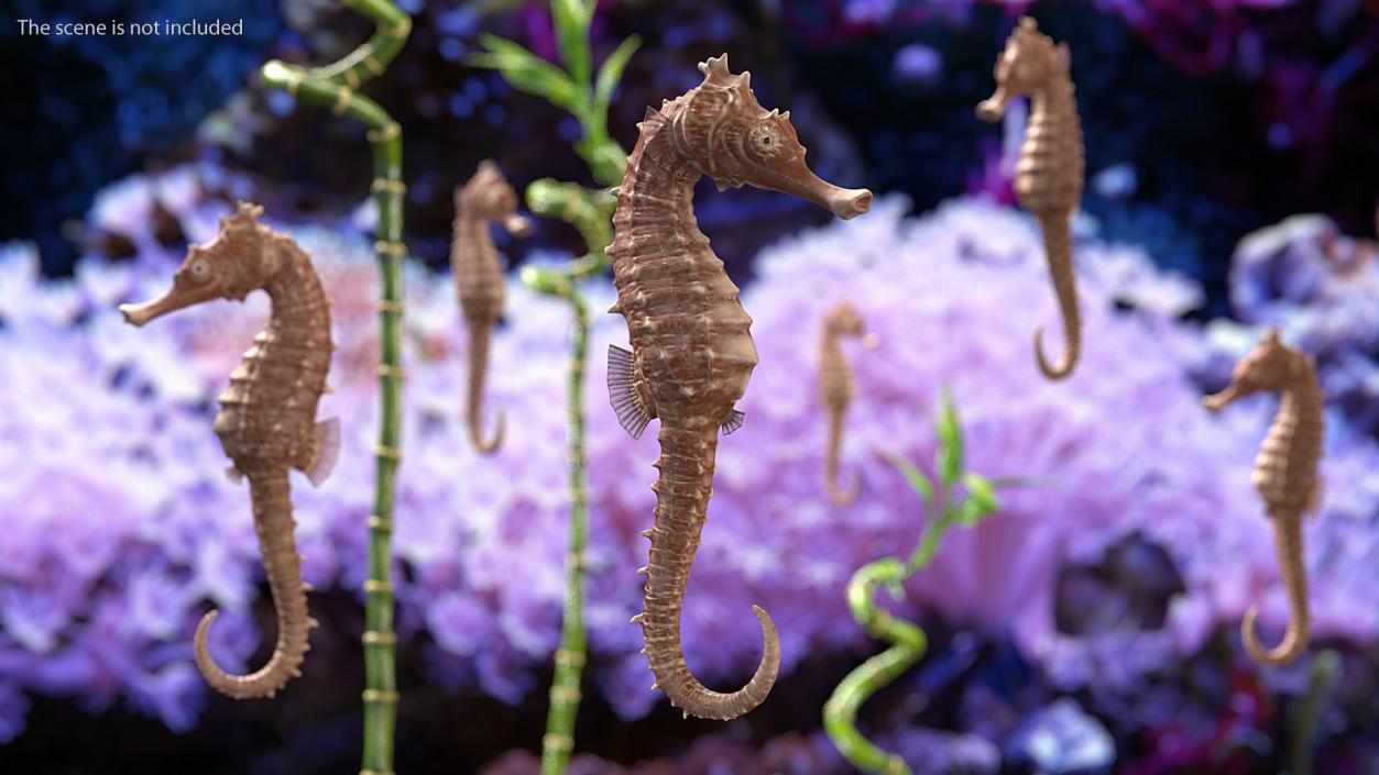 3D model Spotted Seahorse Hippocampus Kuda Rigged