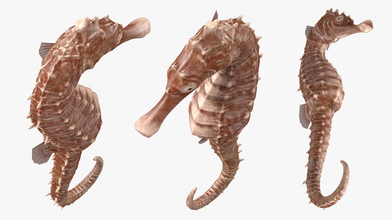 3D model Spotted Seahorse Hippocampus Kuda Rigged