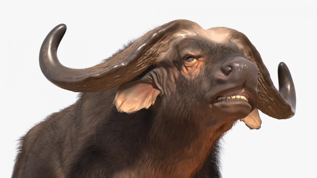 Cape Buffalo African Buffalo with Fur Rigged 3D model