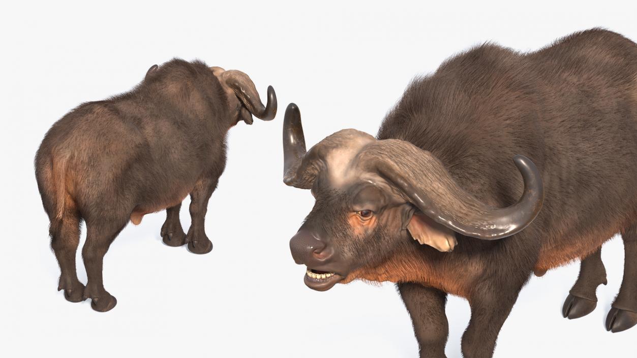 Cape Buffalo African Buffalo with Fur Rigged 3D model