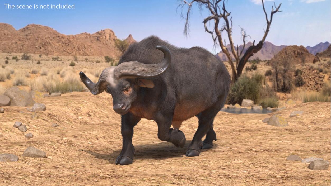 Cape Buffalo African Buffalo with Fur Rigged 3D model