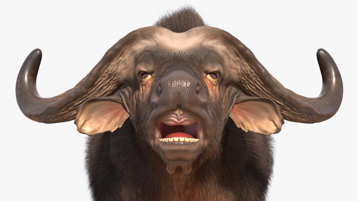 Cape Buffalo African Buffalo with Fur Rigged 3D model