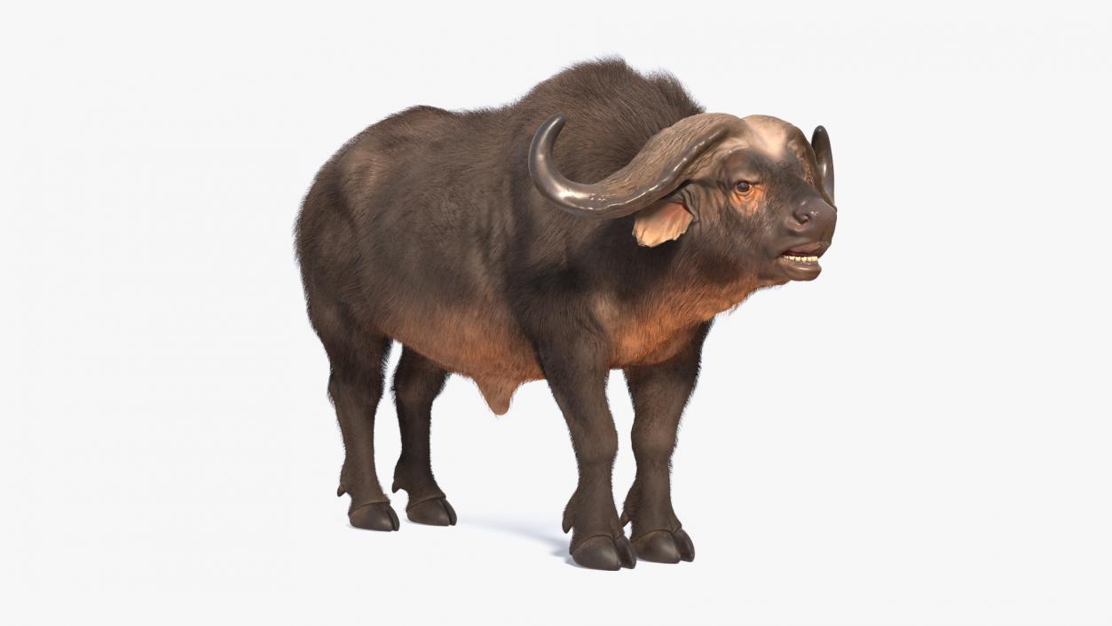 Cape Buffalo African Buffalo with Fur Rigged 3D model