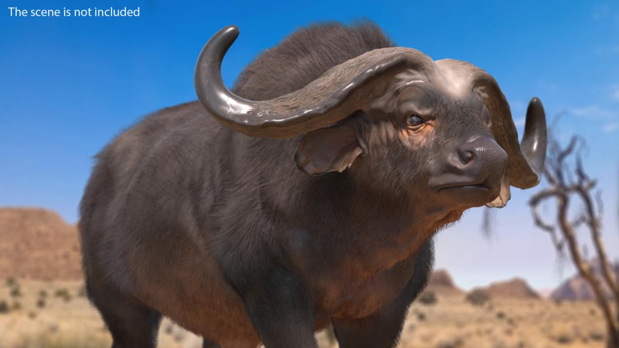 Cape Buffalo African Buffalo with Fur Rigged 3D model