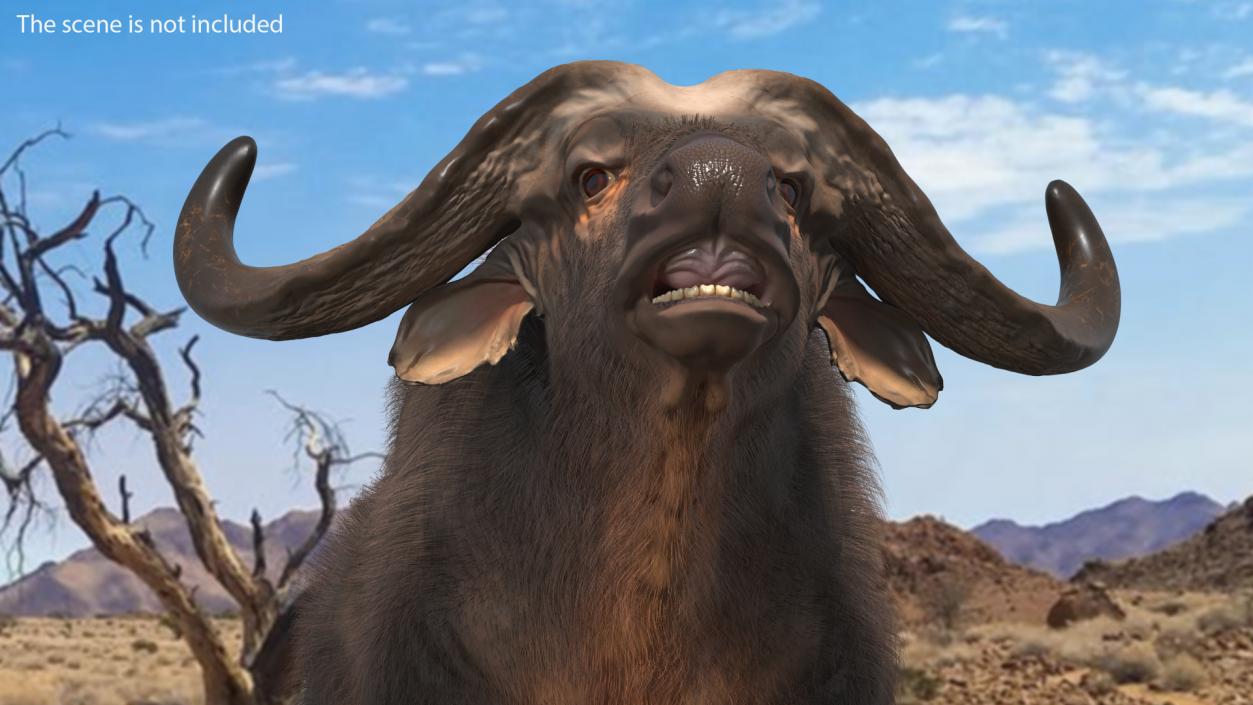 Cape Buffalo African Buffalo with Fur Rigged 3D model