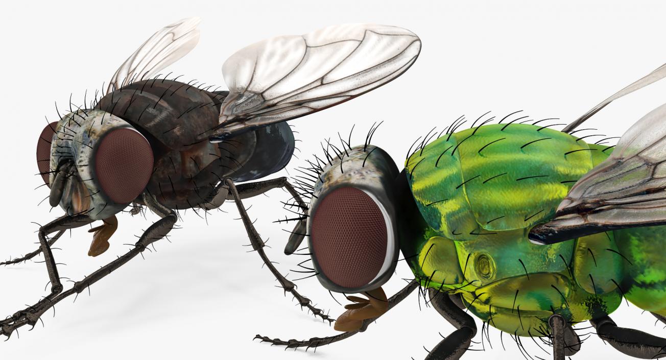 3D Rigged Flies Collection model