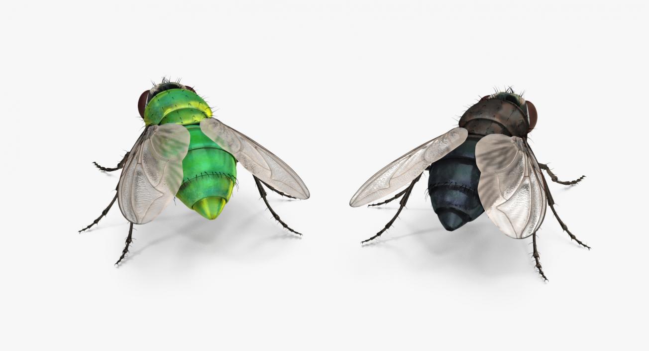 3D Rigged Flies Collection model