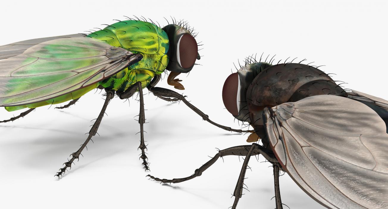 3D Rigged Flies Collection model