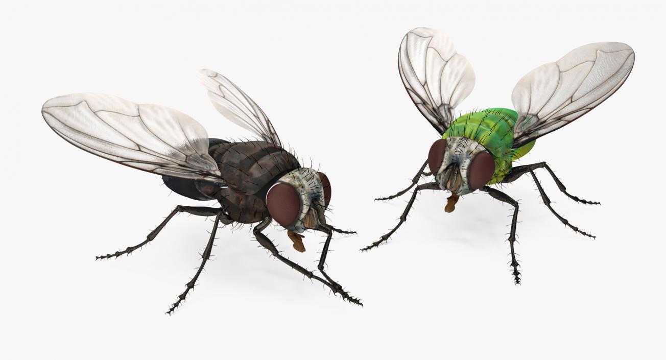 3D Rigged Flies Collection model