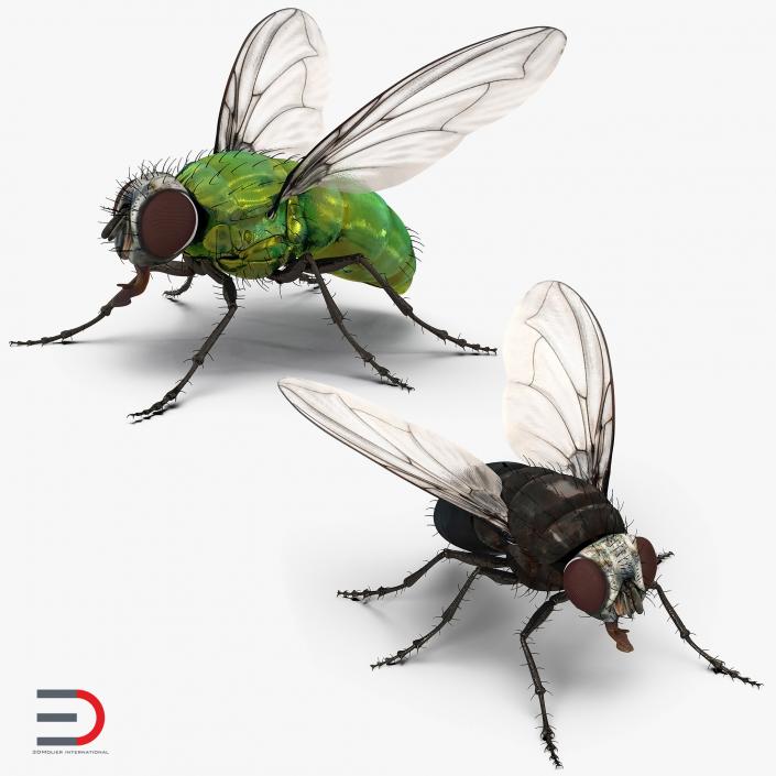 3D Rigged Flies Collection model