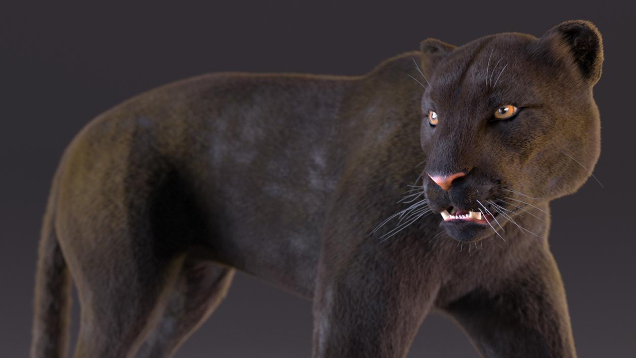 Black Panther Fur Rigged 3D model