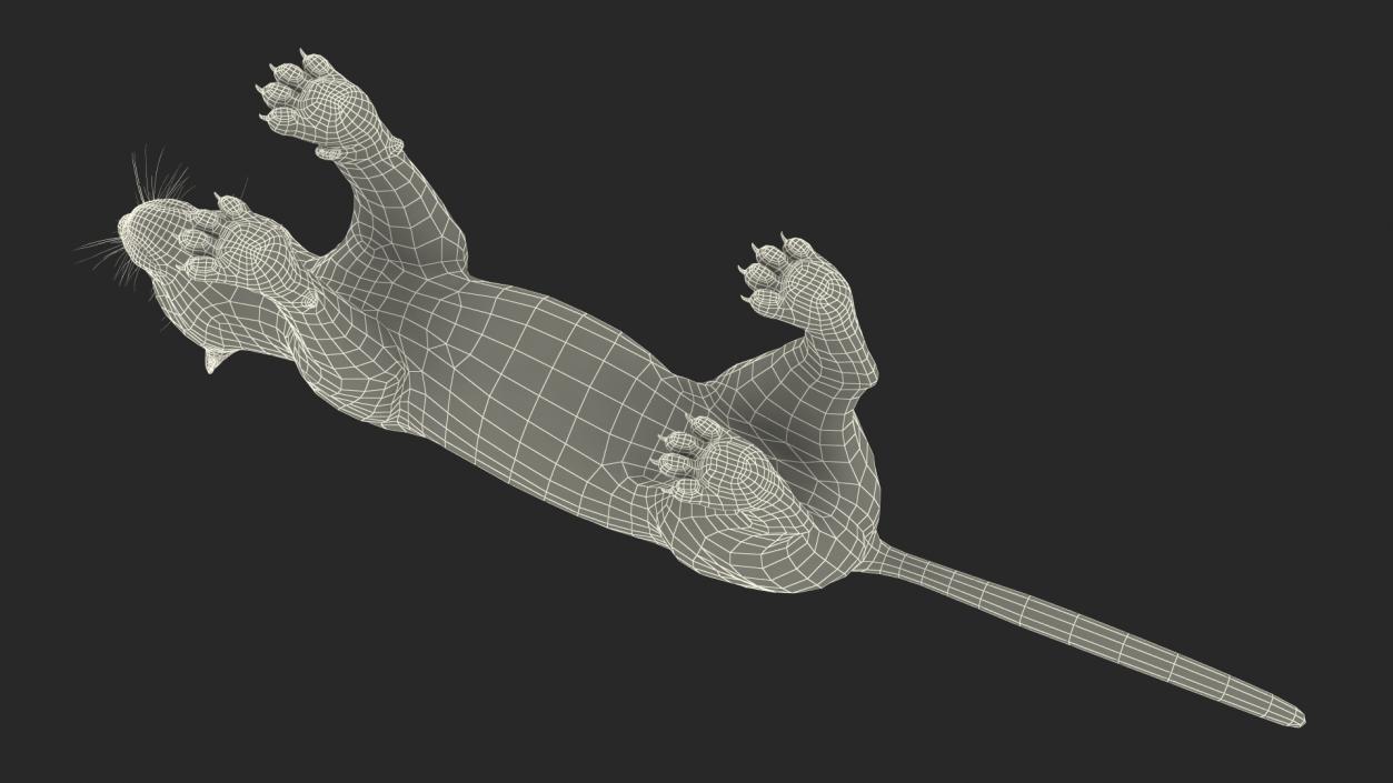 Black Panther Fur Rigged 3D model