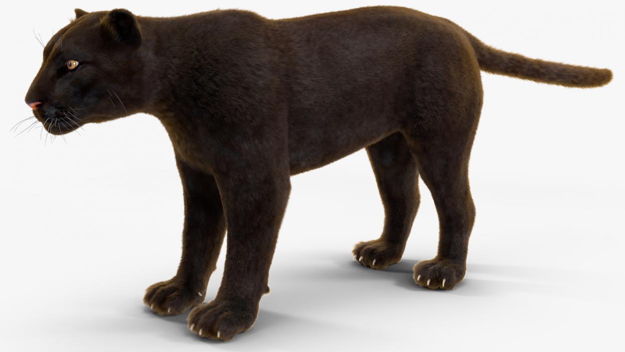 Black Panther Fur Rigged 3D model