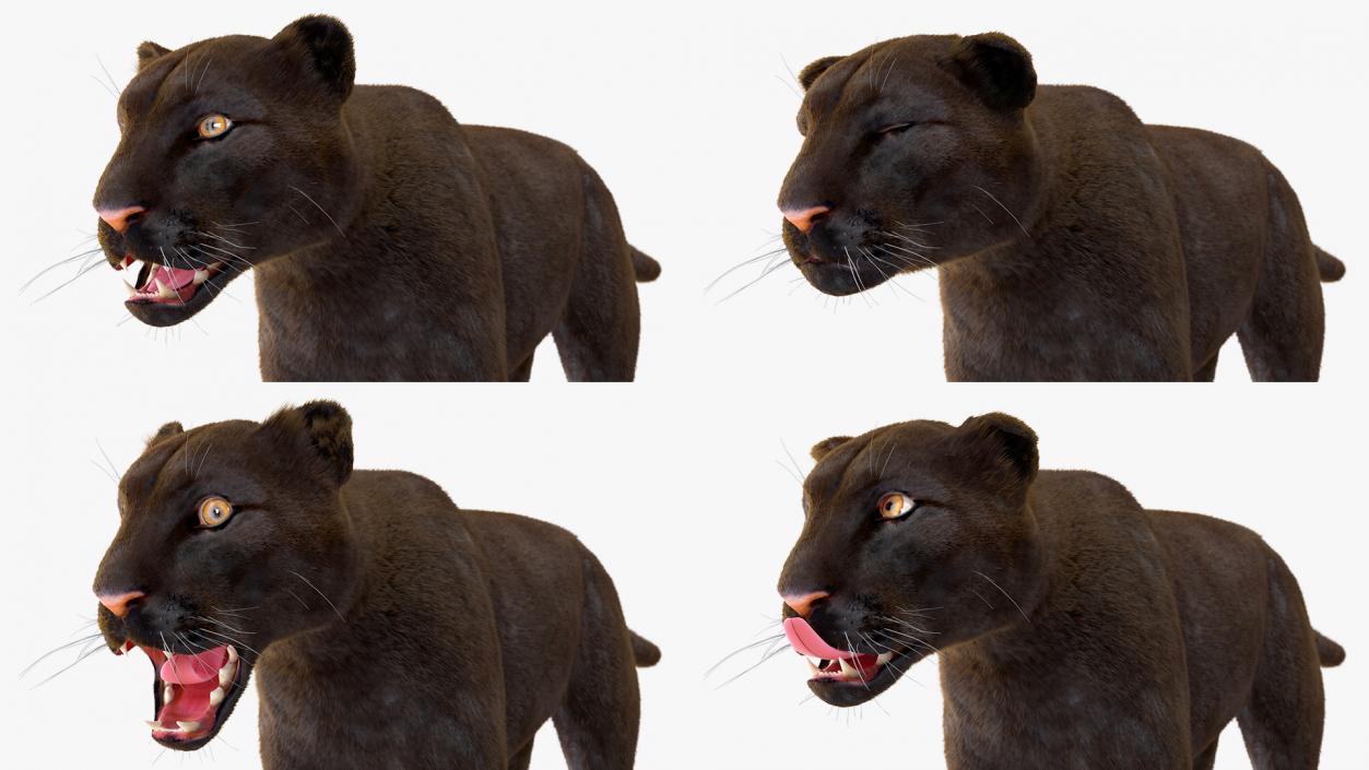 Black Panther Fur Rigged 3D model