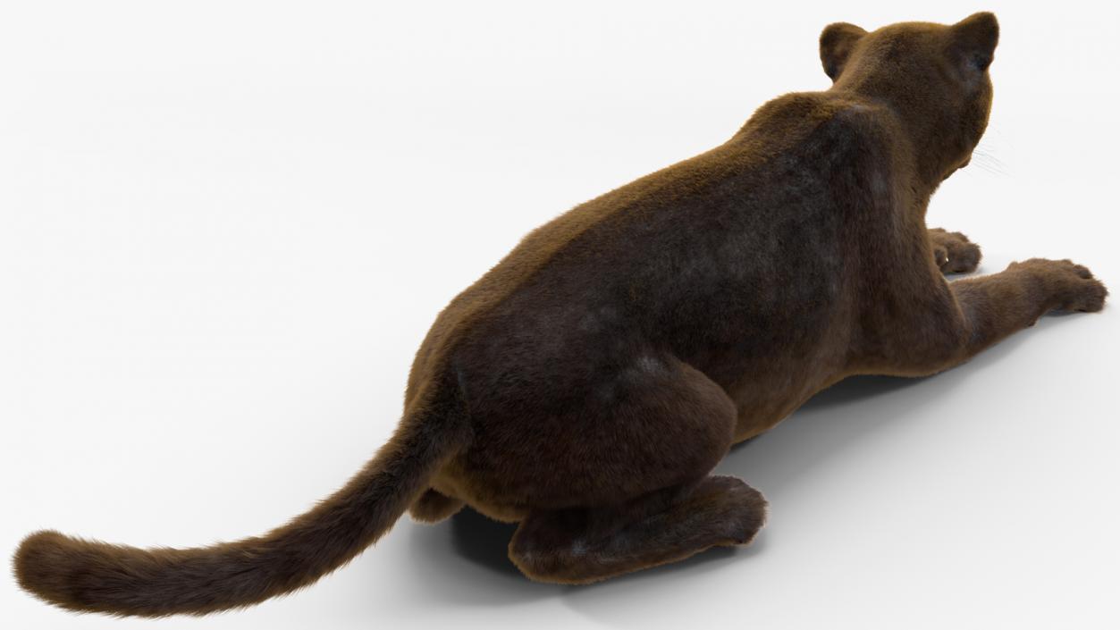 Black Panther Fur Rigged 3D model