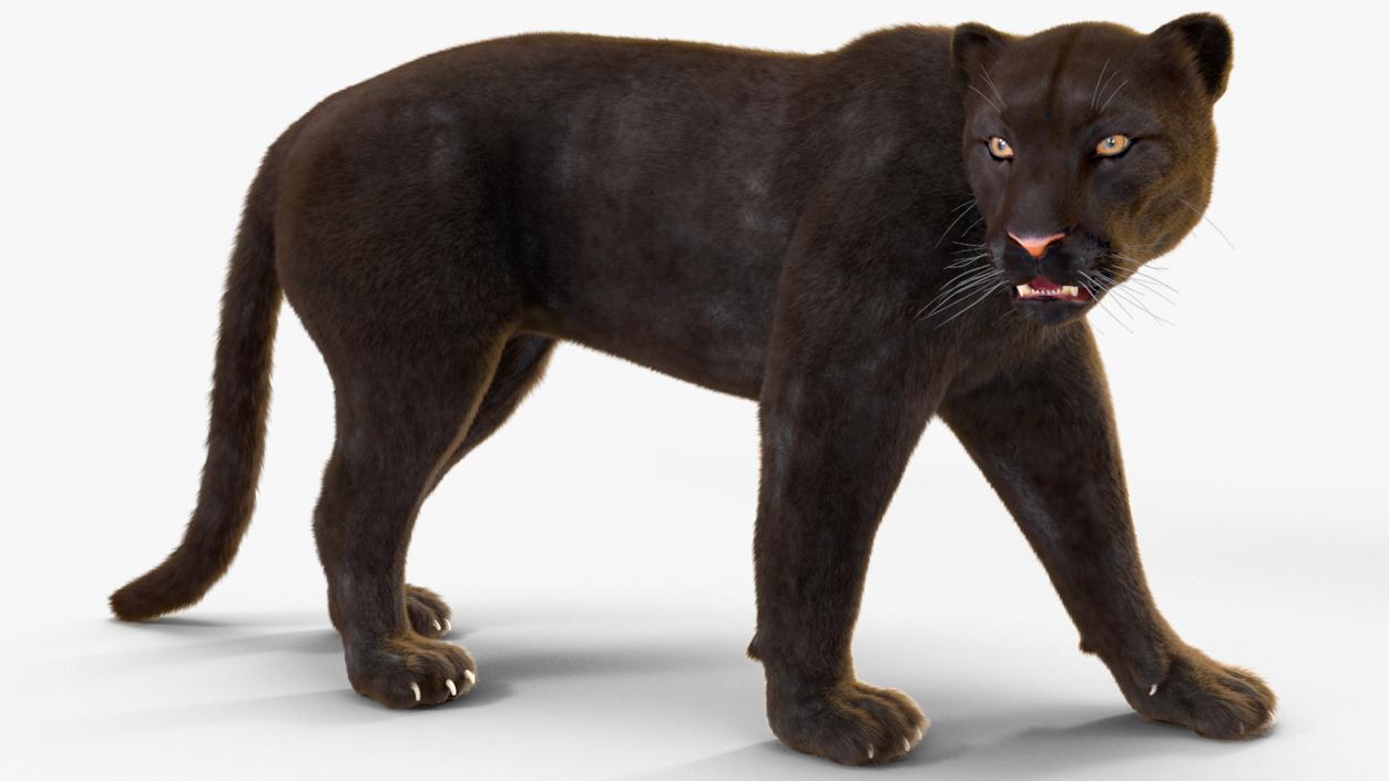 Black Panther Fur Rigged 3D model