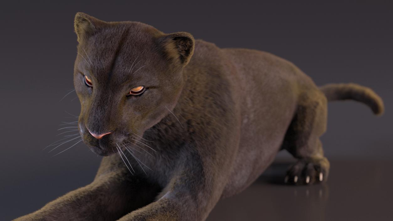 Black Panther Fur Rigged 3D model